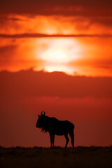 Naklejka premium Blue wildebeest silhouetted on skyline at sunset