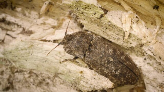 Close-up of the mottled dingy-brown click beetle (Agrypnus murinus) in its natural habitat.