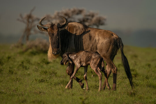 Blue wildebeest stands next to newborn calf