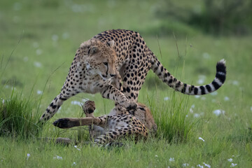 Cheetah cub stands pawing sibling on grass © Nick Dale