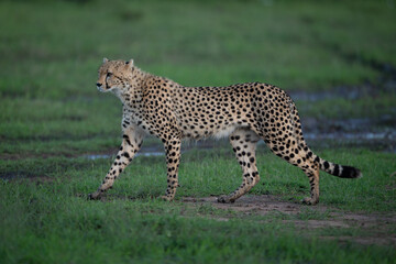 Cheetah cub walks past camera on grass