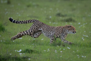 Cheetah cub sprints over grass in savanna © Nick Dale