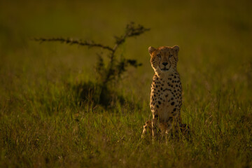 Cheetah cub sits facing camera near bush © Nick Dale