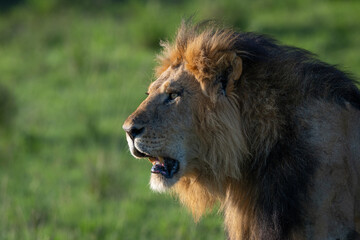 Fototapeta premium Close-up of male lion head with shoulders