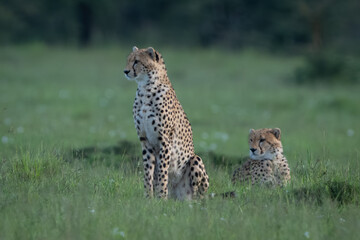 Cheetah cub sits by sibling on grass © Nick Dale