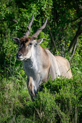 Fototapeta premium Common eland stands watching camera behind bush