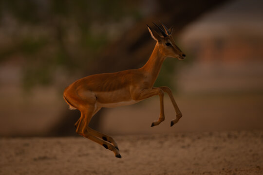 Young male impala gallops jumping in air