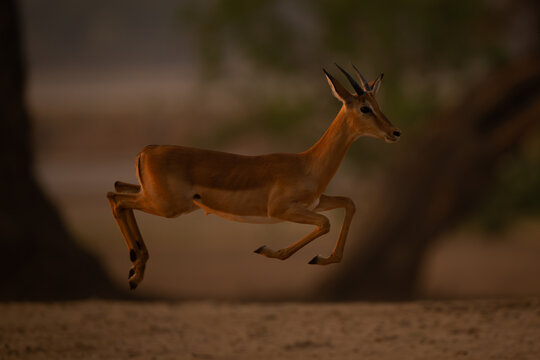 Young male impala gallops jumping in mid-air
