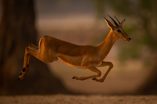 Young male impala jumps in the air