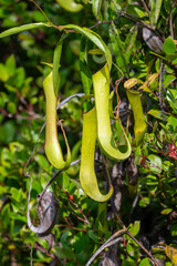 Tropical Pitcher Plants (Nepenthes) climbing on green foliage in the wild.