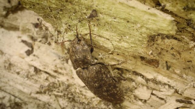 Vilnius, Lithuania &mdash; January 2, 2026. Close-up of the mottled dingy-brown click beetle (Agrypnus murinus) in its natural habitat, crawling