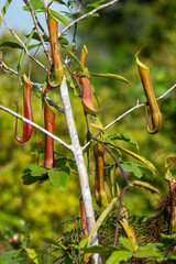 Tropical Pitcher Plants (Nepenthes) climbing on green foliage in the wild.
