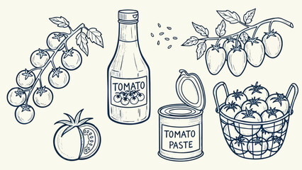 Hand drawn vintage style tomatoes with bottle of tomato sauce, can of tomato paste, tomato branches, and basket full of tomatoes illustration