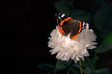 Close-up side view of a Red Admiral butterfly (Vanessa atalanta) perched on a blooming white aster against a dark green foliage background. High resolution.