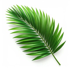 Vivid green palm frond with many pointed leaflets against a bright white