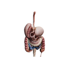 A detailed illustration of the human urinary and digestive systems