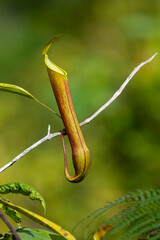 Tropical Pitcher Plants (Nepenthes) climbing on green foliage in the wild.