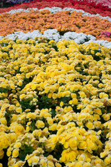 Green area relax outdoors garden with plants