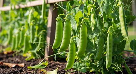 Fresh green pea pods growing in the garden, healthy harvest.