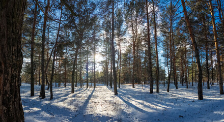 Sunlit winter pine forest with snow-covered ground and trees under a bright blue sky, peaceful woodland scenery showing contrast of warm sunlight and cold season nature.