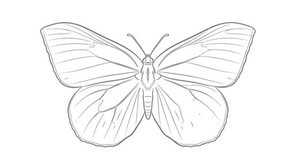 Fototapeta premium Simple line drawing of a butterfly with open wings