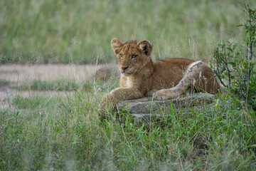 Fototapeta premium A little lion cub lying on a fallen tree in the green grass, Kruger Park. 