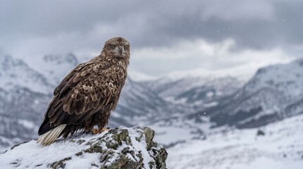 A majestic eagle perches on a snow-covered rock in a breathtaking, snowy mountain landscape. This stunning bird of prey surveys its domain against a backdrop of towering peaks.