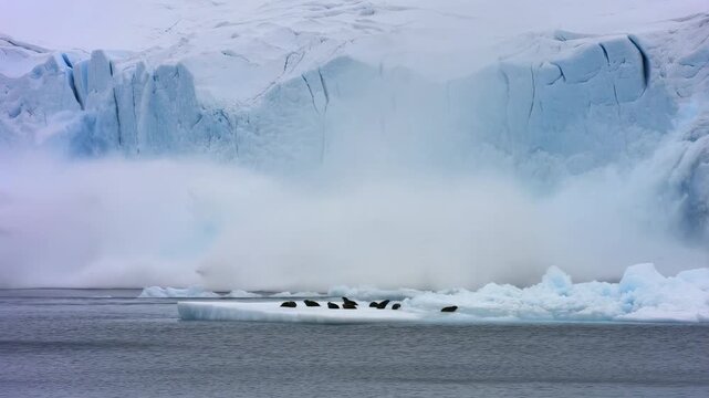 Iceberg collapse and seal reaction in frozen polar waters