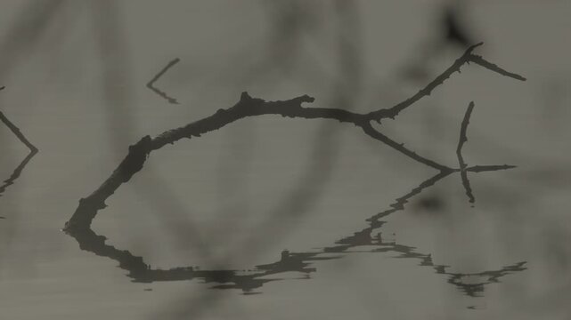 A tree branch emerging from the banks of the Adda River, serving as a perch for local wildlife.