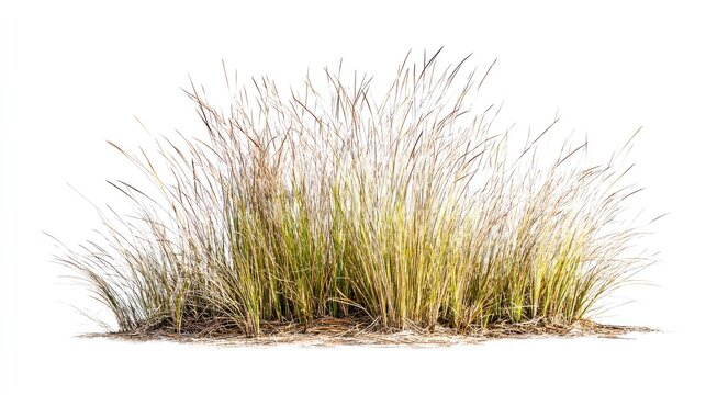 Tuft of Ornamental Grass Isolated