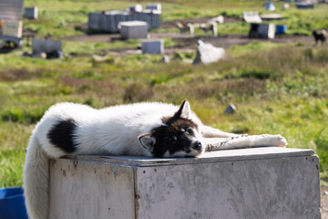 Arctic Sled Dog Lying Down in Ilulissat, Greenland © Michel