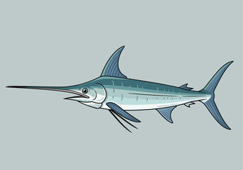 Fototapeta premium A blue marlin with a long bill swims with fins extended.
