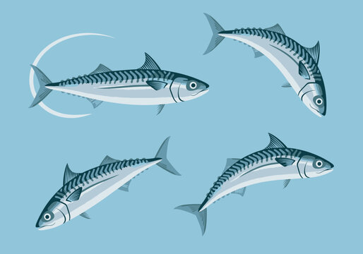 Four mackerel fish swim in different positions.