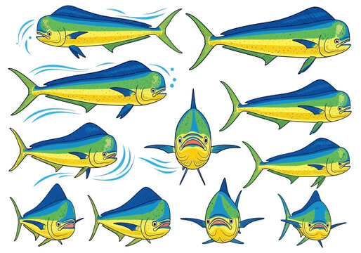 Multiple illustrations of colorful mahi-mahi fish in various poses.