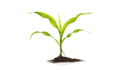 Young corn plant on isolated background