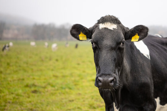 Black dairy cow portrait in pasture with ear tags