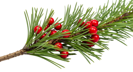 Pine Branch with Red Berries Isolated on White Background.