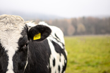 Cow side portrait with ear tag (detail) © Maryna Kostiuk