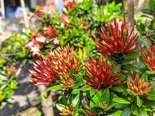 Fototapeta premium Detailed close-up of Red Asoka flowers (Ixora coccinea) buds in a tropical garden with natural green leaves background