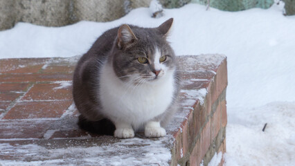 Gray and white cat sitting on snowy brick wall