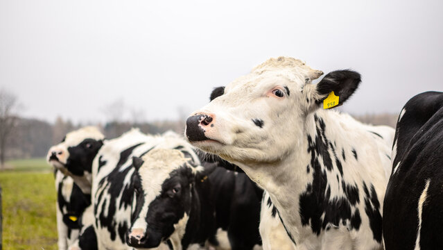 Dairy cow head in foreground with herd