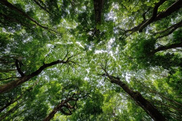 Fototapeta premium Looking upwards through dense green canopy of tall trees, framing sky