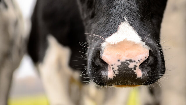 Cow nose close-up (macro)