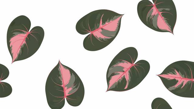 Pink Variegated Leaves on White Background.