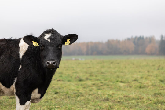 Black dairy cow portrait in pasture with ear tags