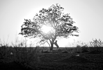 Dog catching the sun © Bartosz