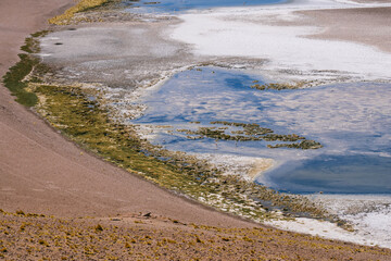 Flamingos and guanacos © Bartosz
