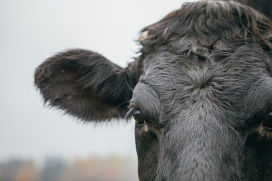 Close-up of cow eye and muzzle aesthetic