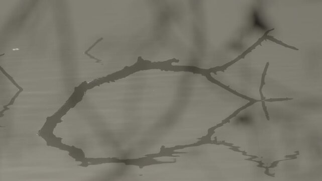 A tree branch emerging from the banks of the Adda River, serving as a perch for local wildlife.