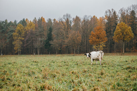 White and black dairy cow grazing in an open meadow. Natural farming and rural landscape concept.